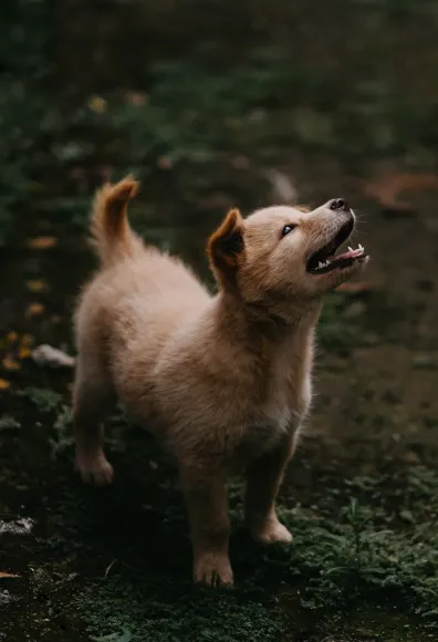 Puppy in a forest looking up and smiling.